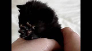 72 games and a kitten!