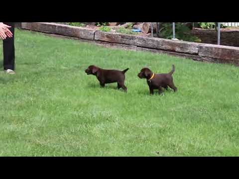 Labrador Puppies Craigslist