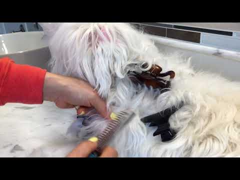 Remove Tangled and Matted Hair (Dematting) - Dog  Pet Grooming