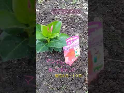 ゲルを摂取したディプラデニアを救うにはどうすればよいですか?効果を高めるための 5 つのヒント  庭園