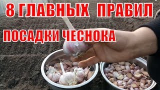 ПРАВИЛЬНАЯ ПОСАДКА ЧЕСНОКА ПОД ЗИМУ. ВСЕ ОТ