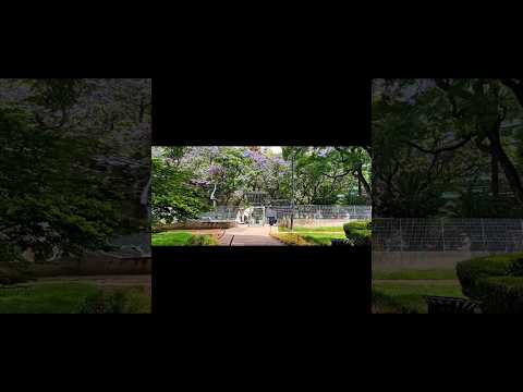 Las flores en Buenos Aires