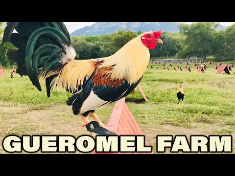 Beautiful Gallos Gueromel Farm Tamaulipas Mexico Manuel Morales