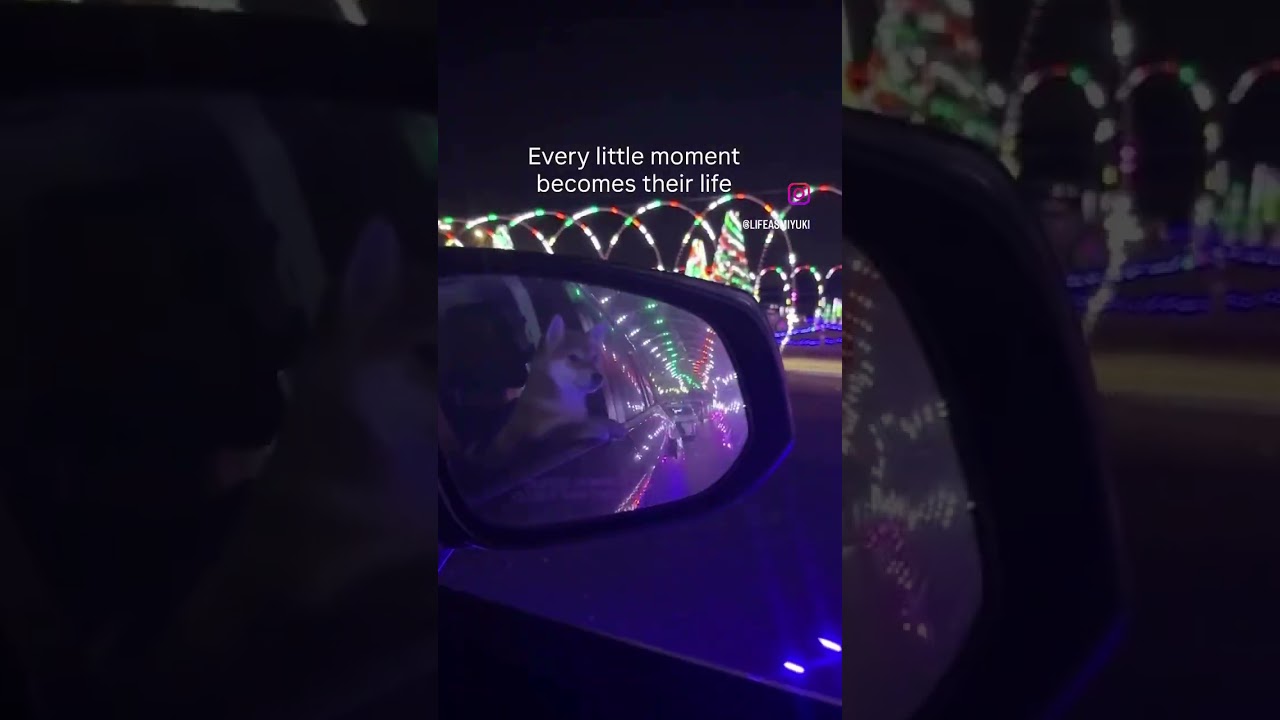 My Puppy’s First Christmas Lights 🥹#shibainu #shibapuppy #theshibedoge