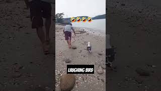 Download lagu Apakah burung camar menyerang manusia? - Video burung camar tertawa #laughingseagullvideo mp3 Download lagu Apakah burung camar menyerang manusia? - Video burung camar tertawa #laughingseagullvideo mp3