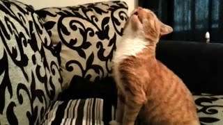 Sneezing cat!
