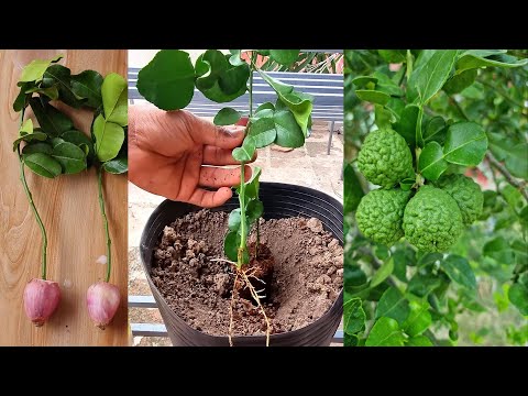 Kaffir Lime Growing From Cutting l New Technique That Works Best