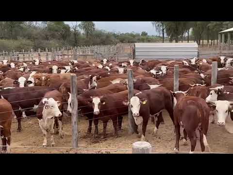 Vacas en JV Gonzalez, Salta