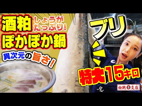 [Pesquería Mori-san] ¡Extra grande, 15 kg! ``Olla caliente caliente con abundantes heces de sake y jengibre'' ¡con cola amarilla grasosa! ¡Esta combinación es sorprendentemente deliciosa! ¡Te calienta hasta la médula! ⭕️【Rama Hakutsurumaru】