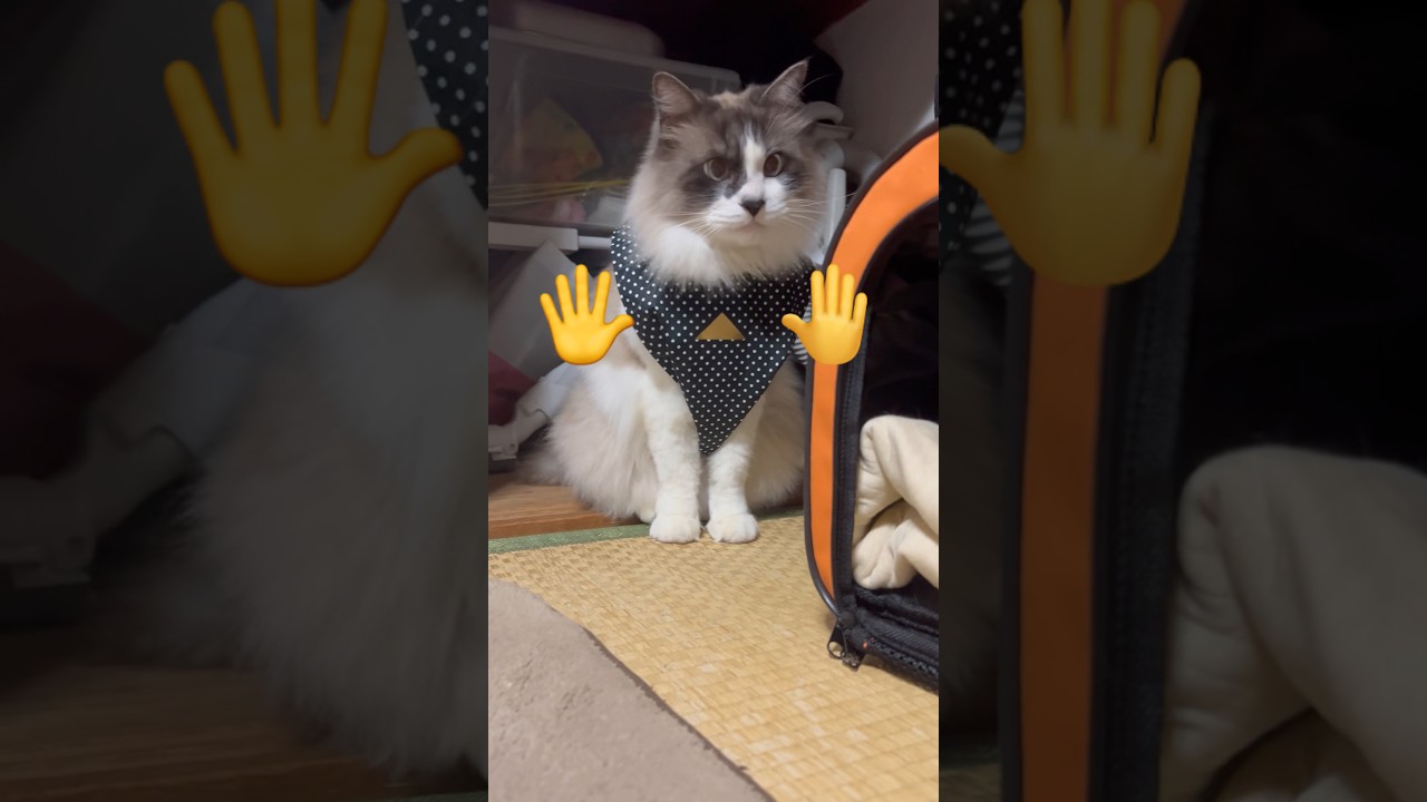 🖐️🔺🤚#anginedepoitrine #catlife #猫と遊ぶ