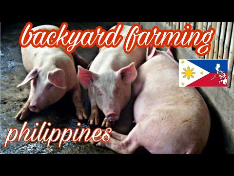 , title : 'Pigfarming Philippines | Backyard hog raising