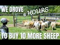 WE BOUGHT 10 MORE SHEEP!!! | Establishing Our Debt Free Home-STEAD