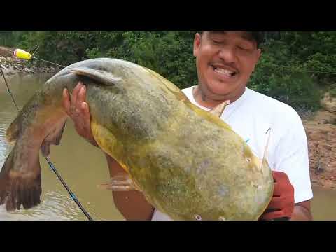 Big Flathead Catfish /In Houston T.X Bayous