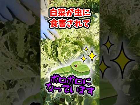 なぜ芳香植物や薬用植物を庭で育てるのでしょうか?  庭園