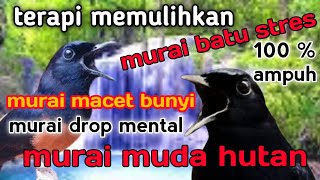Download lagu terapi murai batu stres ,murai batu macet bunyi ,murai batu drop mental,terapi murai batu muda hutan mp3