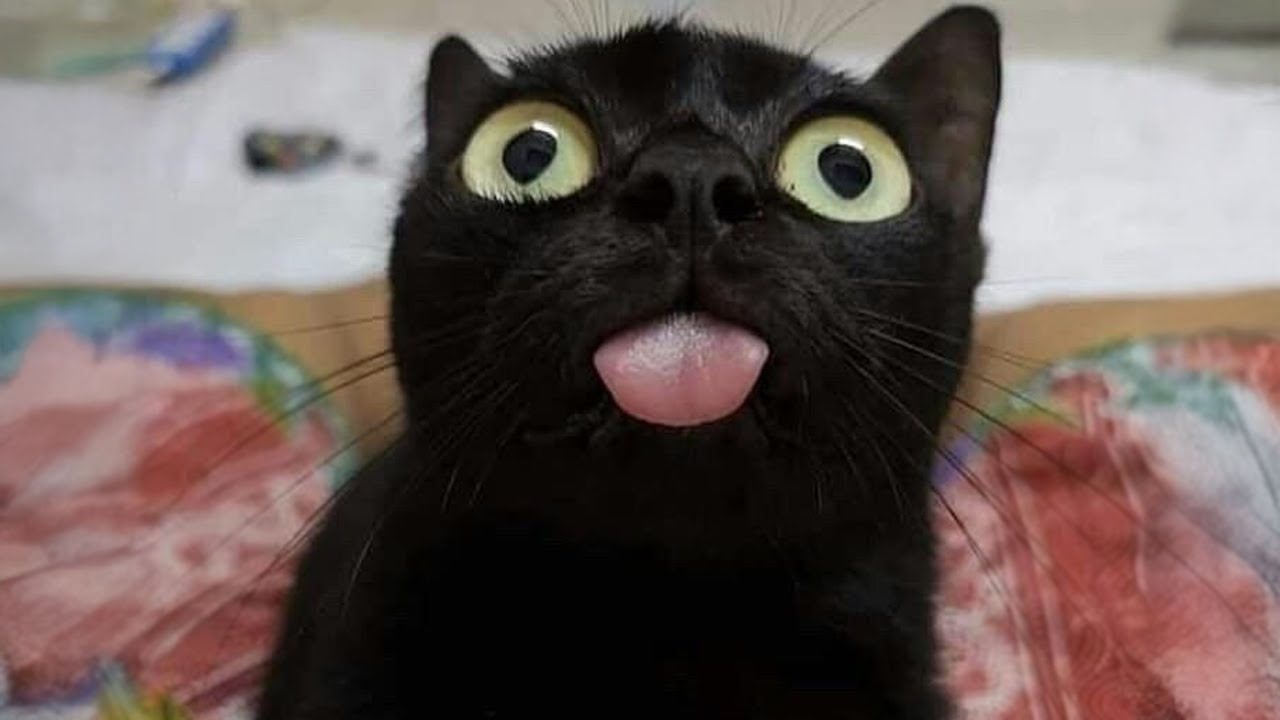 These CATS are too FUNNY! 🤣 | 60 Minutes New Cat Videos of 2025 😆😹