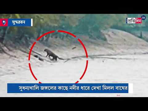Rare scene: Royal Bengal Tiger seen from Sudhanyakhali jungle at Sunderban