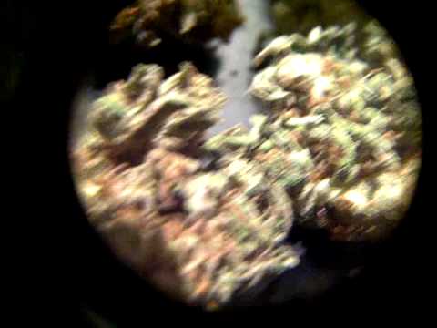 download lagu mp3 mp4 Orange Mango Strain, download lagu Orange Mango Strain gratis, unduh video klip Orange Mango Strain