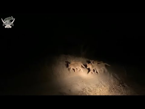A night time sighting as all seven lion cubs run up to their mother