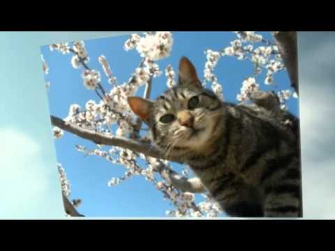 Pet Friendly Hotels Information