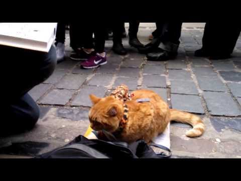 Delphiris meets Bob the big Issue Cat..very docile now (BOB: I had enough, I just meditate now)