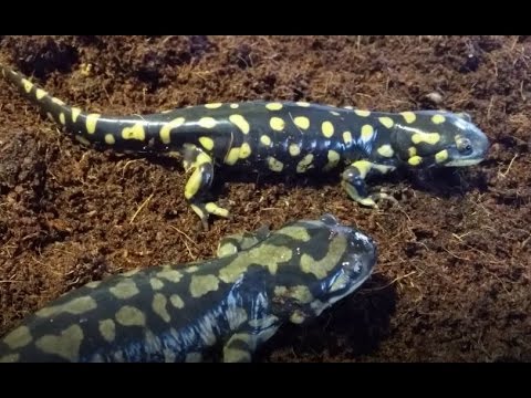 Salamander Care and Feeding
