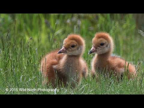 Sandhill Crane Fuzzballs