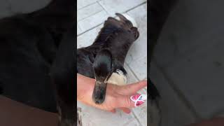 Download lagu just tried to help her baby and that must loosely translate to 'duck around and find out' mp3