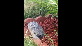 Download lagu Screech Owlet mp3