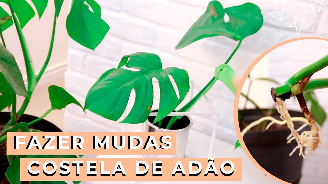 COMO FAZER MUDAS DE COSTELA DE ADÃO