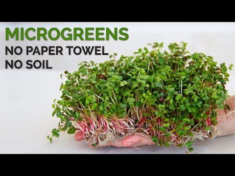 How to grow microgreens without soil | Hydroponic method