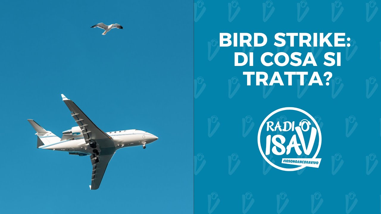 CURIOSITÀ DALL' AEROPORTO | Bird strike: di cosa si tratta?