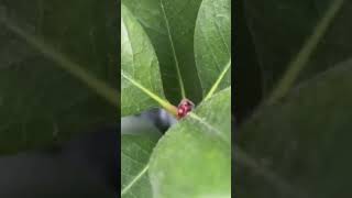 自然眺める