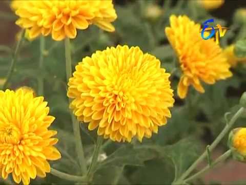 Varieties of chrysanthemum flower