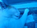 Om Nom Nom Kitty