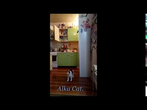 Alka cat hight jump. =)