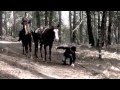 Trail Of Glory Brodre