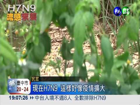 彰化窪地上千雞屍 緊急封鎖消毒