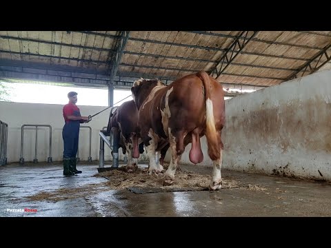 Simmental Success: Secrets of Breeding & Semen Prep You Must See! 🐂🧬