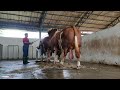 Simmental Success Secrets Of Breeding Semen Prep You Must See