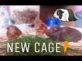 Guinea Pigs Exploring Their New Cage Teen Life
