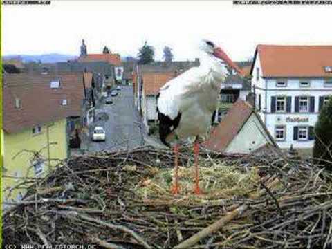A day in the life of a White Stork (25-02-2007)