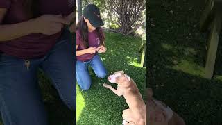 Video preview image #1 Mutt Puppy For Sale in Pasadena, CA, USA