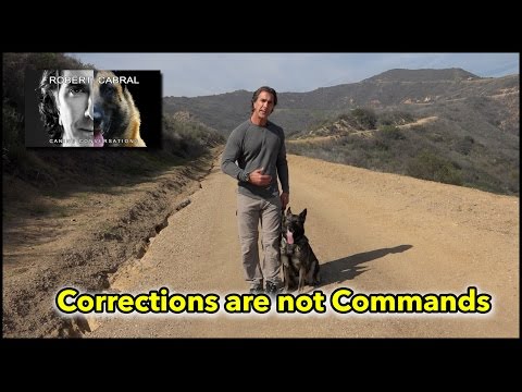 Corrections are Not Commands - Understanding Dogs Through Proper Dog Training