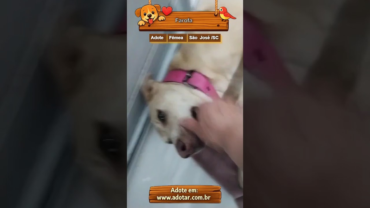 Cachorro raça SRD-ViraLata idade 1 ano nome Farofa