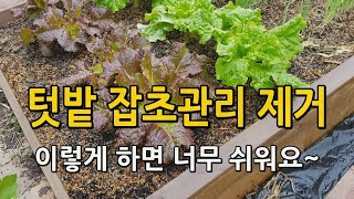 텃밭 풀 잡초 안나고 쉽게 관리하는 법 잡초제거방법 알려드려요~