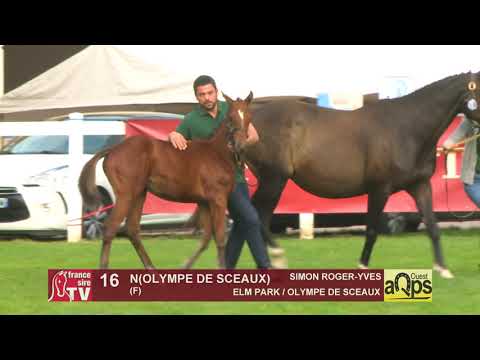 Show Aqps Ouest 2019 : Lot 16 - N(OLYMPE DE SCEAUX 2019)
