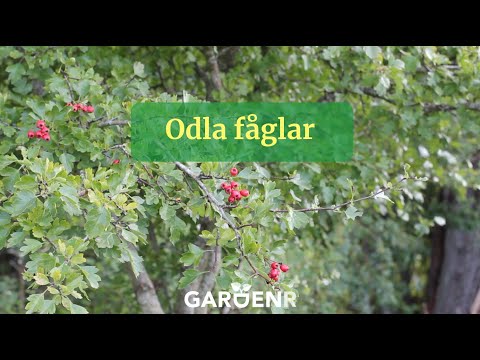 Odla fåglar - Trädgårdshacks med GardenR