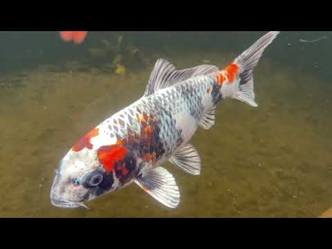 Underwater Koi shot from the 50,000 Gallon pond in Croft
