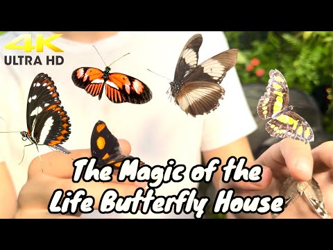 The Magic of Life Butterfly House in Cwm Rheidol #aberystwyth #butterfly @magicoflife303